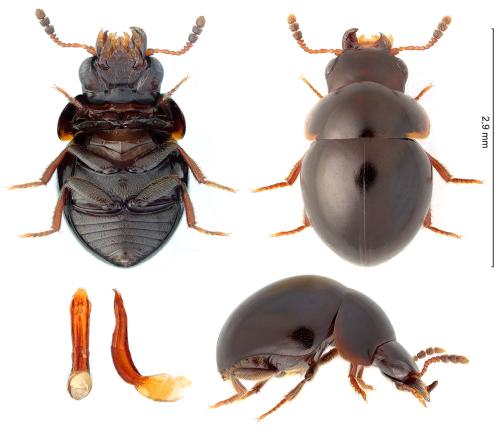 Agathidium mandibulare